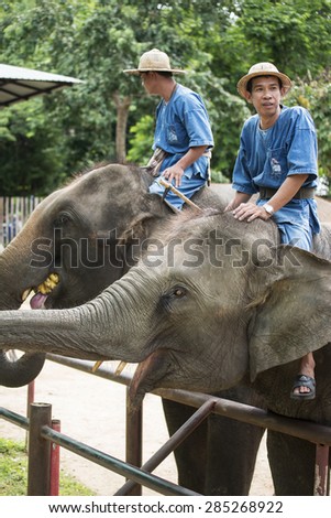 LAMPANG, THAILAND - JUNE 8 : Daily elephant show at The Thai Elephant Conservation Center, mahouts control the elephants wait for tourism feed banana. June 8 ,2015 Lampang, Thailand.