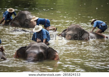 LAMPANG, THAILAND - JUNE 8 : Daily elephant show at The Thai Elephant Conservation Center, mahouts bath and clean the elephants in the river for show the tourism. June 8 ,2015 Lampang, Thailand.