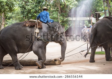 mahout show how to train elephant in forestry industry. Lampang ,Thailand.