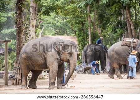 mahout show how to train elephant in forestry industry. Lampang ,Thailand.