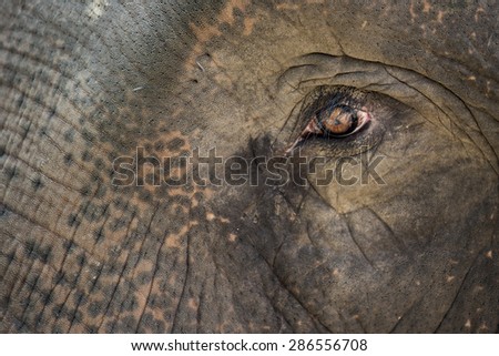 Close up Asian elephant eye.