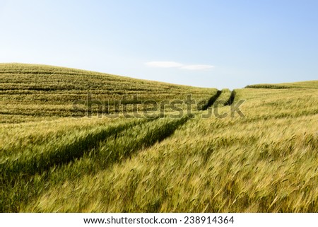 beyond the horizon it continues field with dirt lane in Tuscany Italy Europe