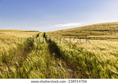 straight path field with dirt lane in Tuscany Italy Europe
