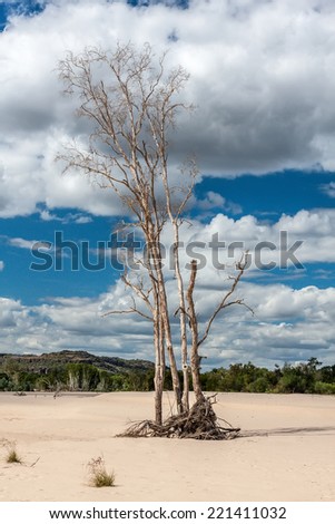 Dry tree on sand on background of blue sky. Dry tree on sand on background of blue sky with clouds and mountains in the distance. Australia.