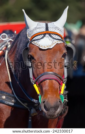 Portrait of a horse\'s head close-up. Portrait of a horse\'s head close-up. The horse in harness on a sunny day.