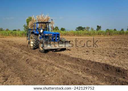 Kamphaengphet, Thailand - 14 December 2014:Farmer was drove tractor for sugarcane planting.