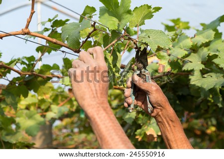 Man pruning the grapevine inside vineyard.
