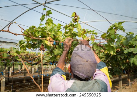 Man pruning the grapevine inside vineyard.