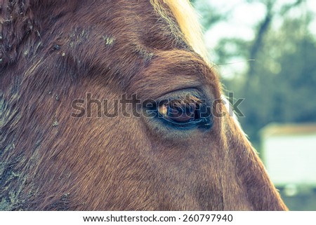 Horse right eye profile with shallow depth of field and cross processing