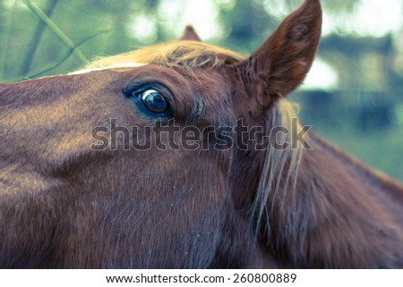 Horse left eye with shallow depth of field eye profile with shallow depth of field and cross processing
