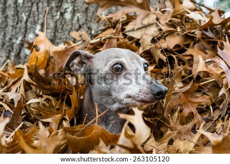 Italian Greyhound sitting in a pile of leaves