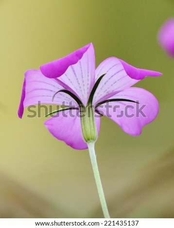 Purple Flower, Natural, Shine, Purple, Floral
