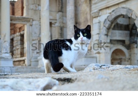 Cat in the Ephesus, Cat looking back, Black and white cat