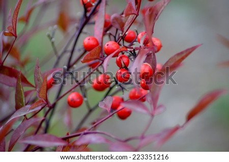 Berry of the Nettle Tree, Fruit Tree, Red Fruit