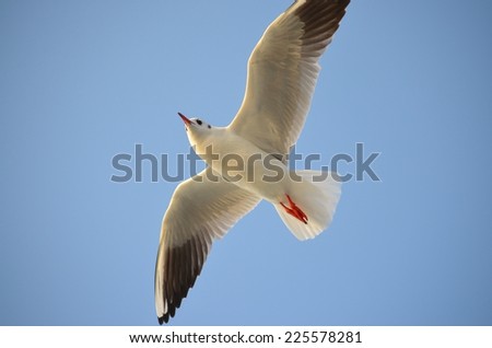 Seagull Flying in Blue Sky, Seagull Flying, Blue Sky, Flight, Fly, Bird Flying