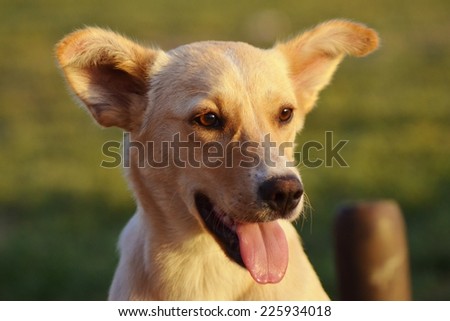 Dog Smiling, Dog, Ears, Animal, Dog Face