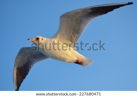Seagull Flying, Seagull, Gull, Seabird, Bird, Bird Flying, White Bird