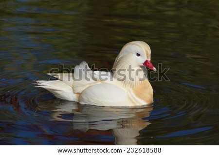 Duck on Water, White Mandarin Duck, Mandarin Duck, Duck Swimming