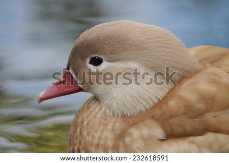 Duck Face, Duck, Female Mandarin Duck