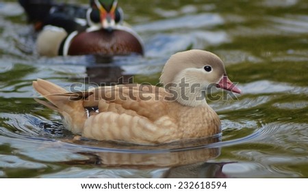 Duck Swimming, Bird, Duck, Bird on Water, Water, Female Mandarin Duck