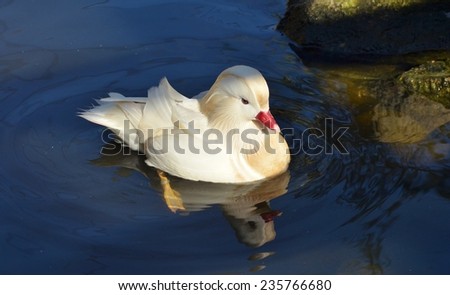 Duck on Water, White Mandarin Duck, Mandarin Duck, Duck Swimming