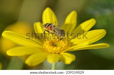 Insect on Yellow Flower, Bee on Flower, Yellow, Green, Natural, Flower