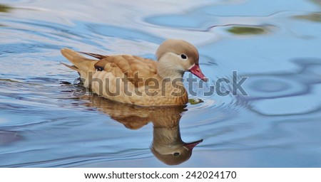 Duck Swimming, Bird, Duck, Bird on Water, Blue, Blue Water, Female Mandarin Duck