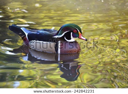 Duck on Water, Carolina Duck, Bird, Duck, Bird on Water, Green, Male Wood Duck, Duck Swimming, Bird Swimming, Duck