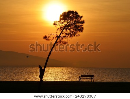 Sunset, Sunlight, Sunset Sky, Sunset Sea, Sunset Tree, Sunset Bird, Sunset People, Bench, Sunset Bench