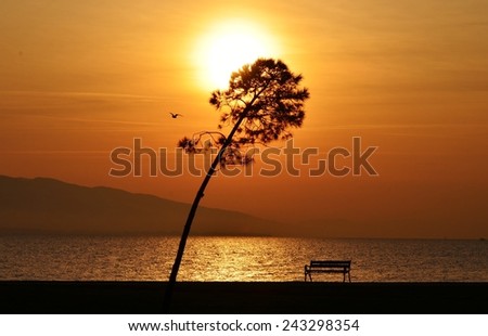 Sunset, Sunlight, Sunset Sky, Sunset Sea, Sunset Tree, Sunset Bird, Bench, Sunset Bench