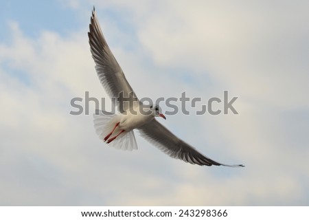 Seagull Flying, Seagull, Gull, Seabird, Bird, Bird Flying, White Bird, Blue Sky, Clouds Sky, Wings