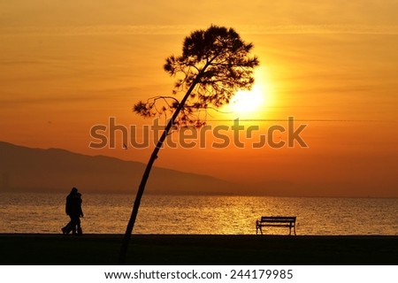 Sunset, Sunlight, Sunset Sky, Sunset Sea, Sunset Tree, Sunset Bird, Sunset People, People Walking Sunset, Bench, Sunset Bench,