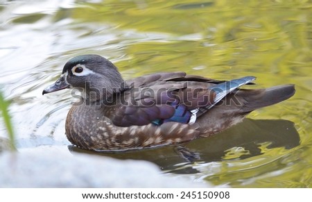 Duck, Bird, Duck on Water, Female Wood Duck