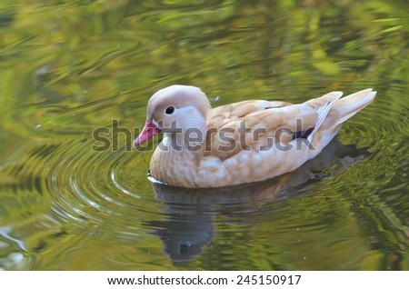 Duck Swimming, Bird, Duck, Bird on Water, Green Water, Female Mandarin Duck