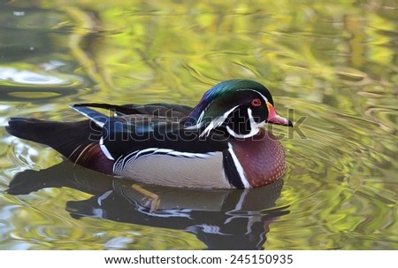 Male Wood Duck, Duck on Water, Carolina Duck, Bird, Duck, Bird on Water, Green