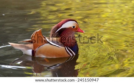 Duck Swimming, Bird, Duck, Bird on Water, Green Water, Male Mandarin Duck