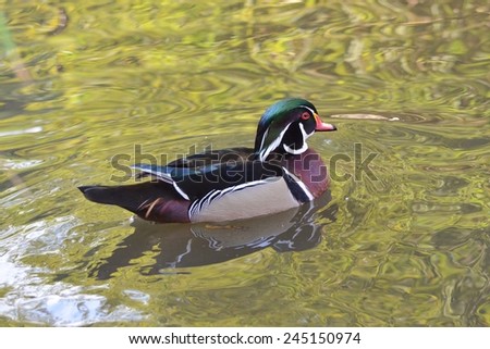 Male Wood Duck, Duck on Water, Carolina Duck, Bird, Duck, Bird on Water, Green