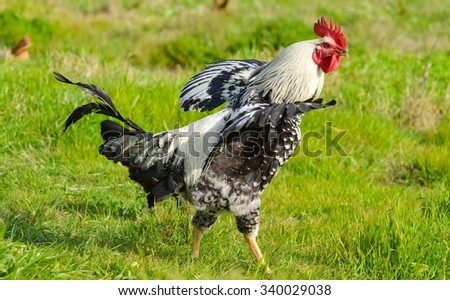 Rooster in green field. Free cock isolated.