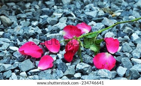Wilted Rose flower background