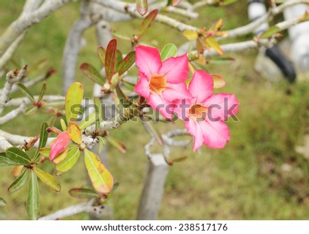 desert rose flower with close up background