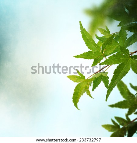 Green  japanese maple leaves background