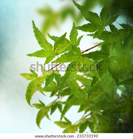 Green  japanese maple leaves background
