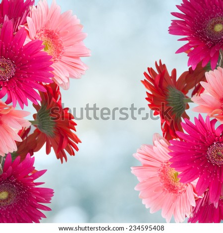 Spring floral border,  gerber flowers