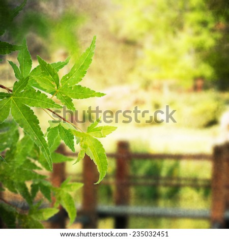 Green japanese maple leaves background