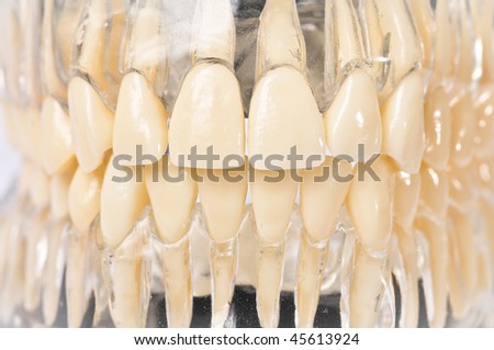 A teaching model of dental anatomy has teeth set in clear plastic so both crown and root form are visible.