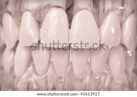A teaching model of dental anatomy has teeth set in clear plastic so both crown and root form are visible. Duotone image is perfect for a background or logo