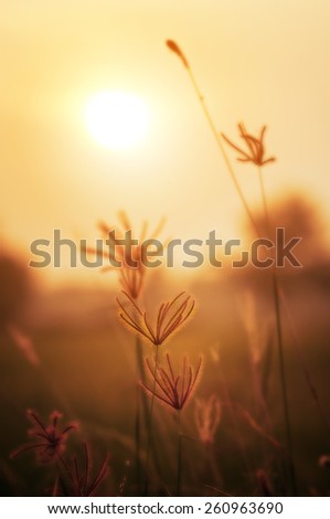 grass and small flowers background with soft focus