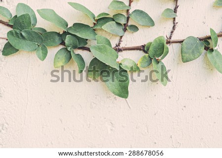 Climber tree on the wall in vintage tone color style, selective focus (detailed close-up shot)