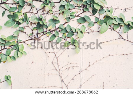 Climber tree on the wall in vintage tone color style, selective focus (detailed close-up shot)