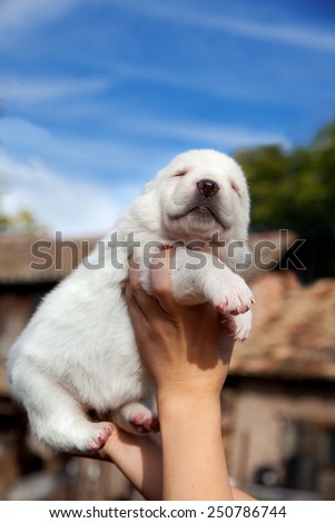 My litter of Central Asian shepherd, only ten days old. Shallow depth of field is used on purpose in order to separate subject from the background/White puppy against blue sky